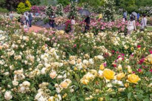 松阪農業公園ベルファーム、バラ、5月夏の花、三重県松阪市の観光・撮影スポットの画像と写真