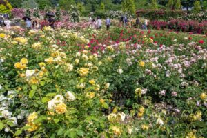松阪農業公園ベルファーム、バラ、5月夏の花、三重県松阪市の観光・撮影スポットの画像と写真