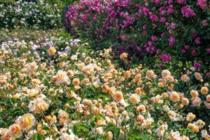 松阪農業公園ベルファーム、バラ、5月夏の花、三重県松阪市の観光・撮影スポットの画像と写真