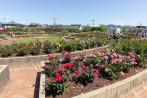 大野町バラ公園、5月夏の花、岐阜県揖斐郡大野町の観光・撮影スポットの画像と写真