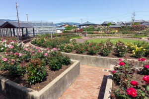 大野町バラ公園、5月夏の花、岐阜県揖斐郡大野町の観光・撮影スポットの画像と写真
