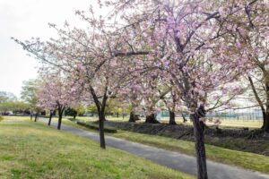 各務原浄化センター、桜、4月春の花、岐阜県各務原市の観光・撮影スポットの名所