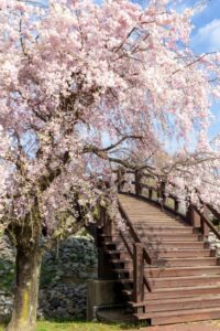 各務原浄化センター、桜、4月春の花、岐阜県各務原市の観光・撮影スポットの名所