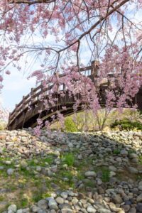 各務原浄化センター、桜、4月春の花、岐阜県各務原市の観光・撮影スポットの名所