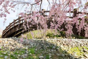 各務原浄化センター、桜、4月春の花、岐阜県各務原市の観光・撮影スポットの名所