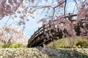 各務原浄化センター、桜、4月春の花、岐阜県各務原市の観光・撮影スポットの名所