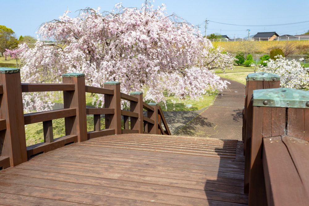各務原浄化センター、桜、4月春の花、岐阜県各務原市の観光・撮影スポットの名所