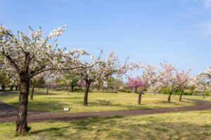 各務原浄化センター、桜、4月春の花、岐阜県各務原市の観光・撮影スポットの名所
