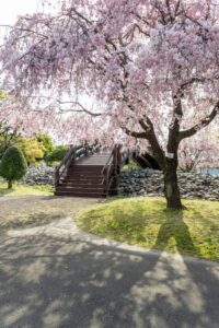 各務原浄化センター、桜、4月春の花、岐阜県各務原市の観光・撮影スポットの名所