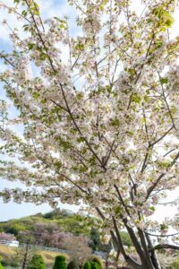各務原浄化センター、桜、4月春の花、岐阜県各務原市の観光・撮影スポットの名所