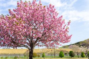 各務原浄化センター、桜、4月春の花、岐阜県各務原市の観光・撮影スポットの名所