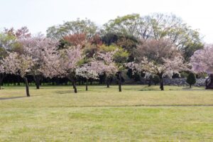 各務原浄化センター、桜、4月春の花、岐阜県各務原市の観光・撮影スポットの名所