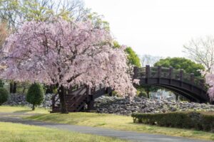 各務原浄化センター、桜、4月春の花、岐阜県各務原市の観光・撮影スポットの名所