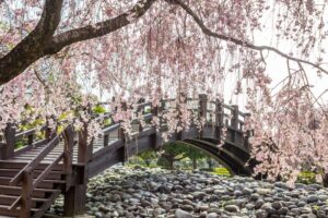 各務原浄化センター、桜、4月春の花、岐阜県各務原市の観光・撮影スポットの名所