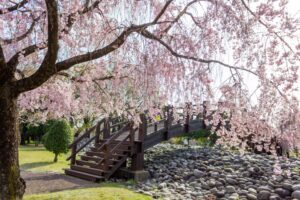 各務原浄化センター、桜、4月春の花、岐阜県各務原市の観光・撮影スポットの名所