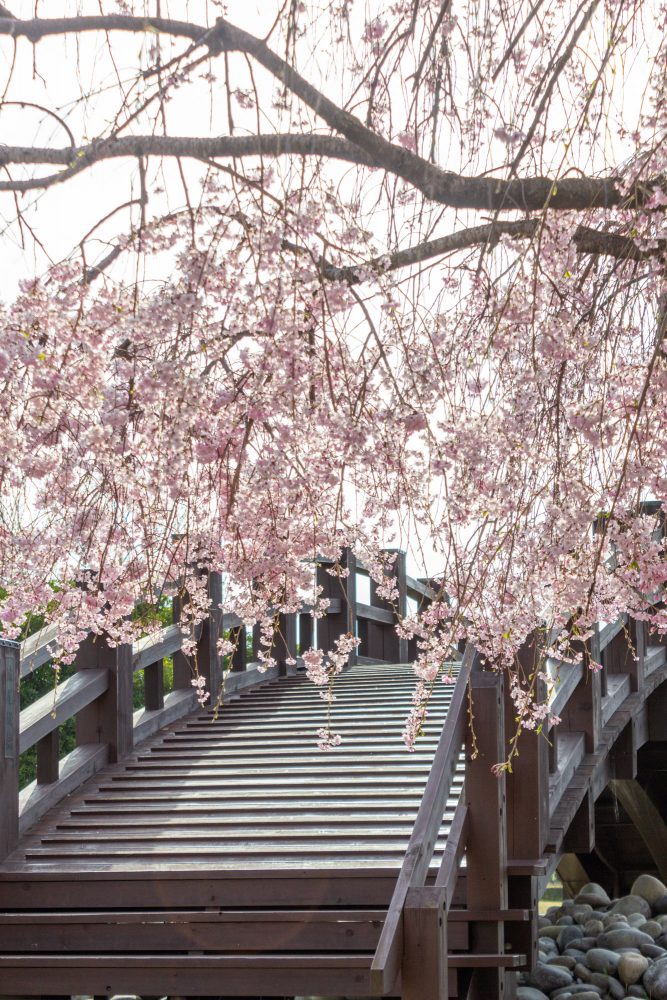 各務原浄化センター、桜、4月春の花、岐阜県各務原市の観光・撮影スポットの名所