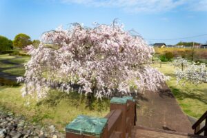 各務原浄化センター、桜、4月春の花、岐阜県各務原市の観光・撮影スポットの名所