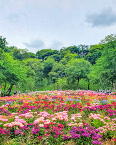 可睡ゆり園、あじさい、6月夏、静岡県袋井市の観光・撮影スポットの名所
