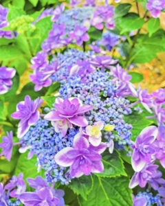 可睡ゆり園、あじさい、6月夏、静岡県袋井市の観光・撮影スポットの名所