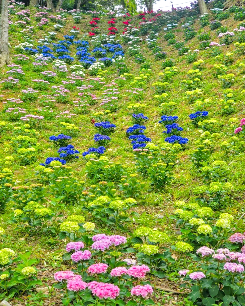 可睡ゆり園、あじさい、6月夏、静岡県袋井市の観光・撮影スポットの名所