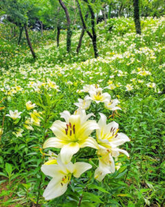 可睡ゆり園、6月夏、静岡県袋井市の観光・撮影スポットの名所