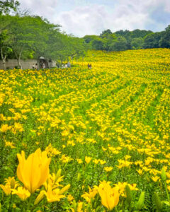 可睡ゆり園、6月夏、静岡県袋井市の観光・撮影スポットの名所