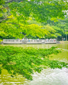 可睡ゆり園、6月夏、静岡県袋井市の観光・撮影スポットの名所