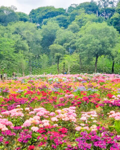 可睡ゆり園、あじさい、6月夏、静岡県袋井市の観光・撮影スポットの名所