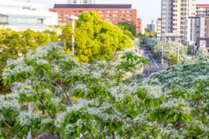 名古屋国際会、ヒトツバタゴ、ナンジャモンジャの木、5月夏の花、名古屋市熱田区の観光・撮影スポットの名所