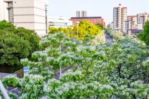 名古屋国際会、ヒトツバタゴ、ナンジャモンジャの木、5月夏の花、名古屋市熱田区の観光・撮影スポットの名所