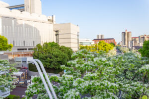 名古屋国際会、ヒトツバタゴ、ナンジャモンジャの木、5月夏の花、名古屋市熱田区の観光・撮影スポットの名所