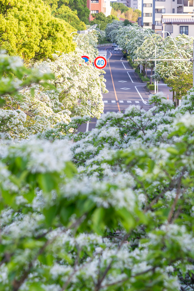 名古屋国際会、ヒトツバタゴ、ナンジャモンジャの木、5月夏の花、名古屋市熱田区の観光・撮影スポットの名所