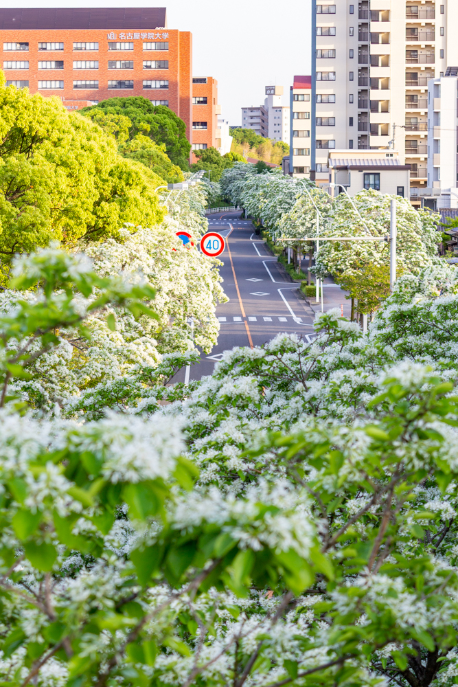 名古屋国際会、ヒトツバタゴ、ナンジャモンジャの木、5月夏の花、名古屋市熱田区の観光・撮影スポットの名所