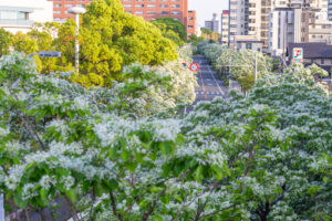 名古屋国際会、ヒトツバタゴ、ナンジャモンジャの木、5月夏の花、名古屋市熱田区の観光・撮影スポットの名所