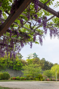 名城公園、藤、名古屋城、5月の夏の花。名古屋市北区の観光・撮影スポットの画像と写真