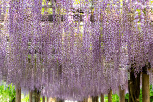 名城公園、藤、名古屋城、5月の夏の花。名古屋市北区の観光・撮影スポットの画像と写真