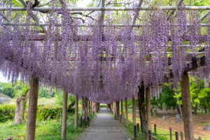 名城公園、藤、名古屋城、5月の夏の花。名古屋市北区の観光・撮影スポットの画像と写真