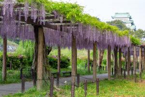 名城公園、藤、名古屋城、5月の夏の花。名古屋市北区の観光・撮影スポットの画像と写真