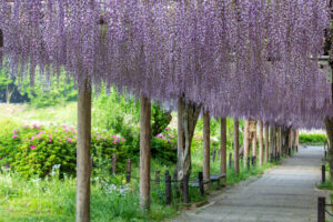 名城公園、藤、名古屋城、5月の夏の花。名古屋市北区の観光・撮影スポットの画像と写真