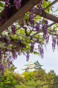 名城公園、藤、名古屋城、5月の夏の花。名古屋市北区の観光・撮影スポットの画像と写真