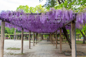 名城公園、藤、名古屋城、5月の夏の花。名古屋市北区の観光・撮影スポットの画像と写真