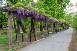 名城公園、藤、名古屋城、5月の夏の花。名古屋市北区の観光・撮影スポットの画像と写真