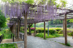 名城公園、藤、名古屋城、5月の夏の花。名古屋市北区の観光・撮影スポットの画像と写真