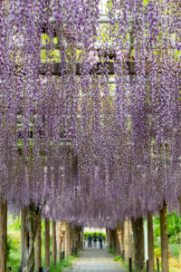 名城公園、藤、名古屋城、5月の夏の花。名古屋市北区の観光・撮影スポットの画像と写真