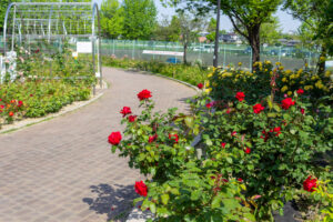 ミササガパーク、バラ、猿渡公園、5月の夏の花、愛知県刈谷市の観光・撮影スポットの名所