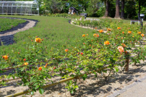 ミササガパーク、バラ、猿渡公園、5月の夏の花、愛知県刈谷市の観光・撮影スポットの名所