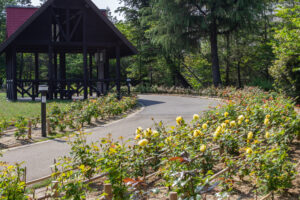 ミササガパーク、バラ、猿渡公園、5月の夏の花、愛知県刈谷市の観光・撮影スポットの名所