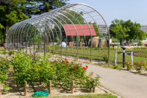 ミササガパーク、バラ、猿渡公園、5月の夏の花、愛知県刈谷市の観光・撮影スポットの名所