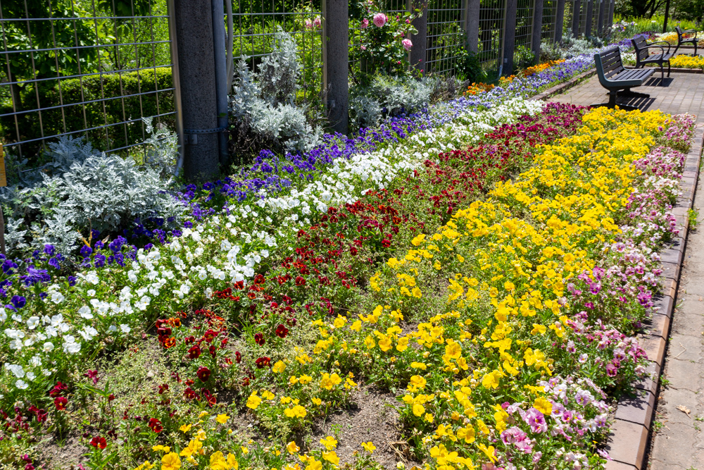 長良公園、バラ、6月夏の花、岐阜県岐阜市の観光・撮影スポットの画像と写真