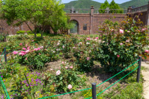 長良公園、バラ、6月夏の花、岐阜県岐阜市の観光・撮影スポットの画像と写真